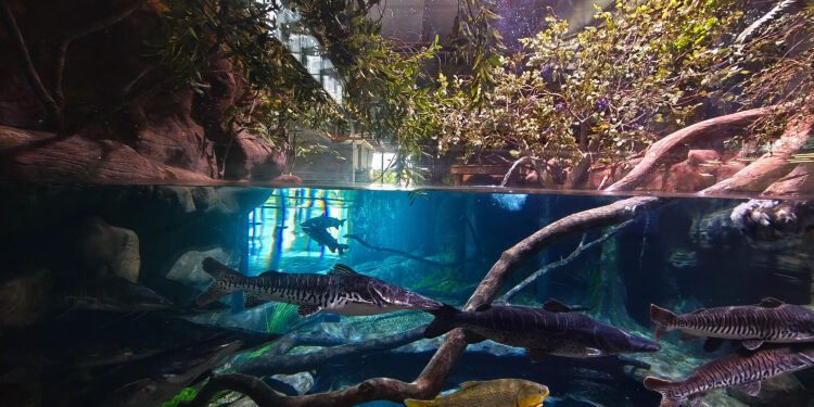 AquaFoz é inaugurado e coloca a cidade entre os maiores aquários da América do Sul