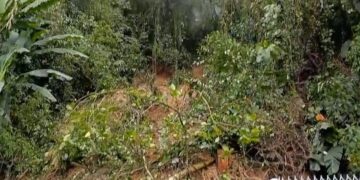 Corte preventivo de árvores vai alterar tráfego na BR-277 na terça-feira (25)