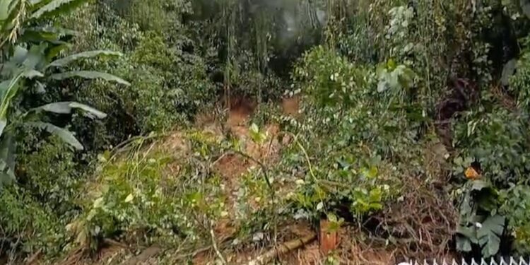 Corte preventivo de árvores vai alterar tráfego na BR-277 na terça-feira (25)