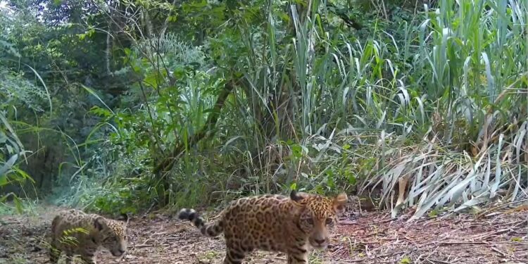 Urbia+Cataratas renova apoio ao Projeto Onças do Iguaçu e apresenta Taupá, nova Onça-pintada do parque