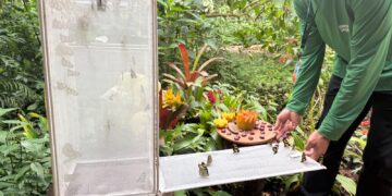 Parque das Aves realiza liberação de borboletas e convida famílias a vivenciar a metamorfose de perto