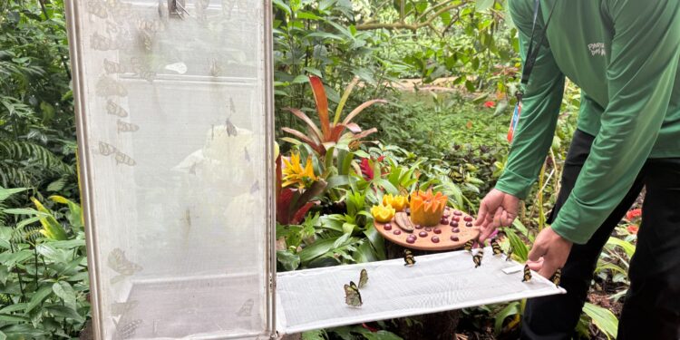 Parque das Aves realiza liberação de borboletas e convida famílias a vivenciar a metamorfose de perto