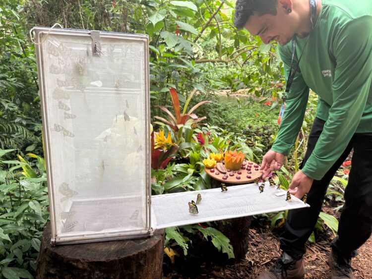 Parque das Aves realiza liberação de borboletas e convida famílias a vivenciar a metamorfose de perto