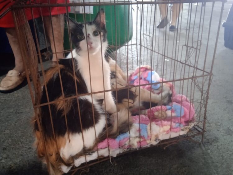 Castrapet-PR já está acontecendo no CTG Charrua