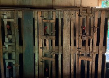 PF intensifica combate a crimes ambientais no Parque Nacional do Iguaçu