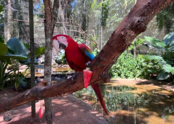 Parque das Aves mantém visitação diária durante as festas de fim de ano