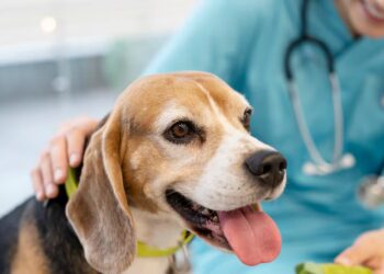 Último dia para cadastro presencial no Castrapet é nesta quinta-feira (11)