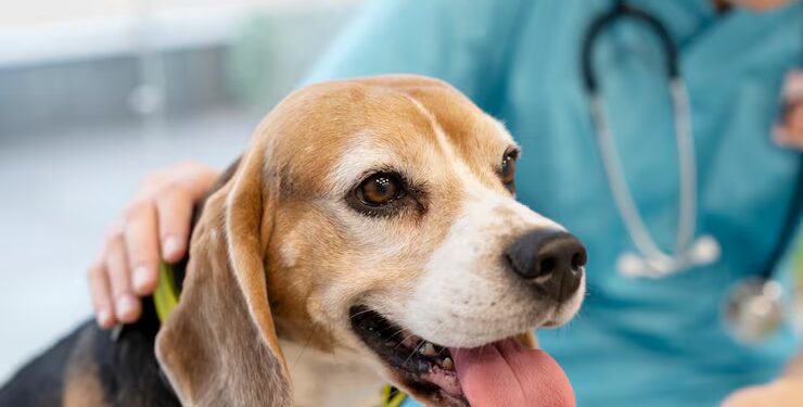 Último dia para cadastro presencial no Castrapet é nesta quinta-feira (11)