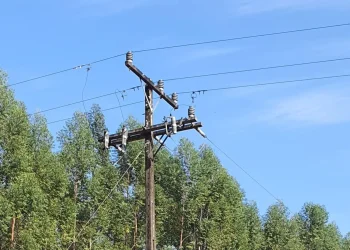 Copel e Município de Foz alinham cooperação para gestão da arborização urbana