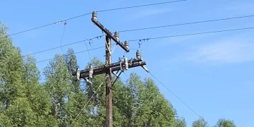 Copel e Município de Foz alinham cooperação para gestão da arborização urbana