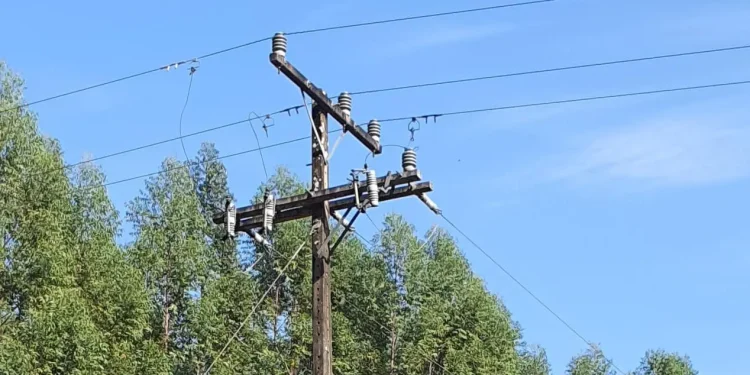 Copel e Município de Foz alinham cooperação para gestão da arborização urbana