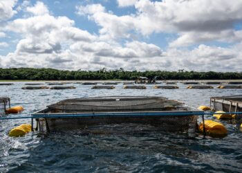 Legislação paraguaia abre nova fase para cultivo de tilápia no reservatório de Itaipu