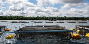 Legislação paraguaia abre nova fase para cultivo de tilápia no reservatório de Itaipu