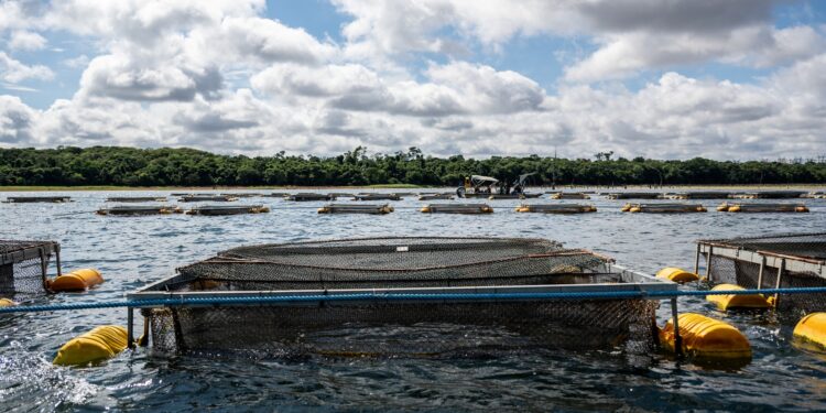 Legislação paraguaia abre nova fase para cultivo de tilápia no reservatório de Itaipu