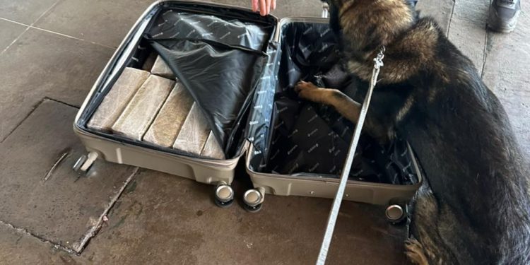 Passageira é presa com maconha na Rodoviária Internacional de Foz do Iguaçu