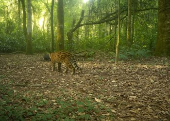 Onça-pintada Janaína é registrada com dois novos filhotes no Parque Nacional do Iguaçu