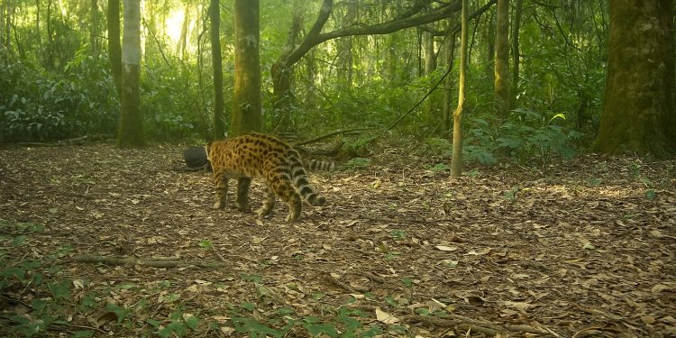 Onça-pintada Janaína é registrada com dois novos filhotes no Parque Nacional do Iguaçu