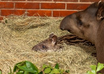 Primeiros nascimentos de 2026 reforçam conservação no Refúgio Biológico da Itaipu
