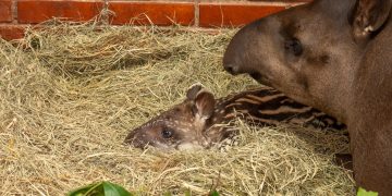 Primeiros nascimentos de 2026 reforçam conservação no Refúgio Biológico da Itaipu
