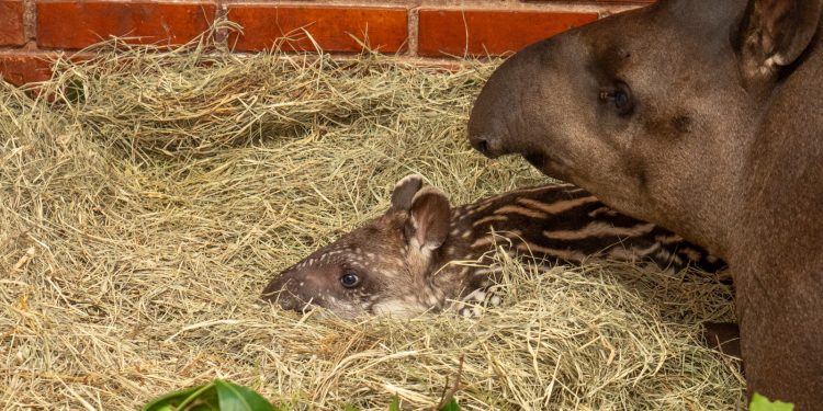 Primeiros nascimentos de 2026 reforçam conservação no Refúgio Biológico da Itaipu