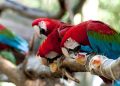 Ação de verão no Parque das Aves une bem-estar animal e experiência educativa