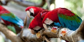 Ação de verão no Parque das Aves une bem-estar animal e experiência educativa