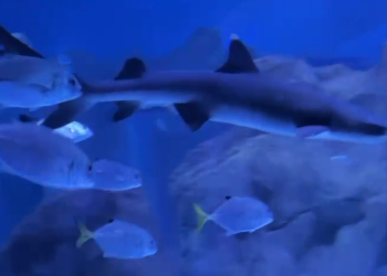 AquaFoz registra nascimento de tubarão-galha-branca, espécie ameaçada