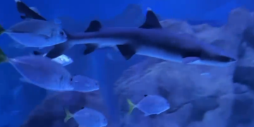 AquaFoz registra nascimento de tubarão-galha-branca, espécie ameaçada