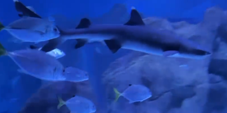 AquaFoz registra nascimento de tubarão-galha-branca, espécie ameaçada