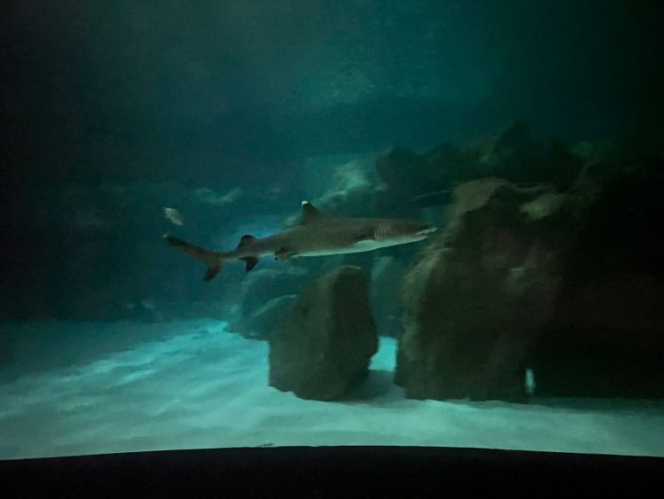 AquaFoz registra nascimento de tubarão-galha-branca, espécie ameaçada