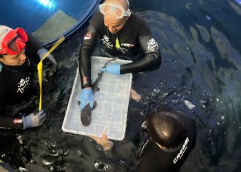 AquaFoz registra nascimento de tubarão-galha-branca, espécie ameaçada