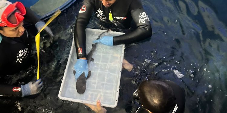AquaFoz registra nascimento de tubarão-galha-branca, espécie ameaçada