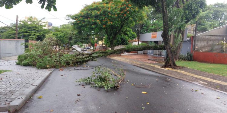 Rajadas de vento causam quedas de árvores e mobilizam equipes em Foz