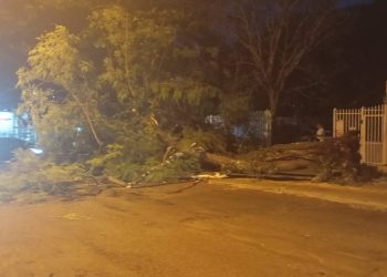 Rajadas de vento causam queda de árvores em bairros de Foz do Iguaçu
