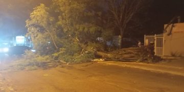 Rajadas de vento causam queda de árvores em bairros de Foz do Iguaçu