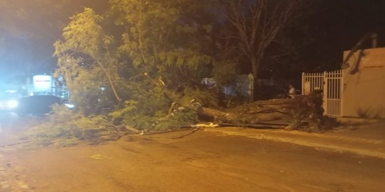 Rajadas de vento causam queda de árvores em bairros de Foz do Iguaçu