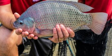 19ª Feira do Peixe de Foz do Iguaçu terá novidades