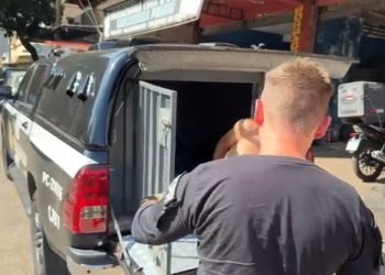 Homem é preso pelo GDE na Vila Portes