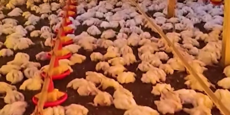 SMI: Apagão no campo mata 20 mil aves e causa prejuízo de R$ 150 mil