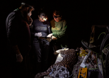 Campanha no Parque Nacional do Iguaçu reforça monitoramento de onças-pintadas