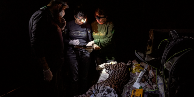 Campanha no Parque Nacional do Iguaçu reforça monitoramento de onças-pintadas