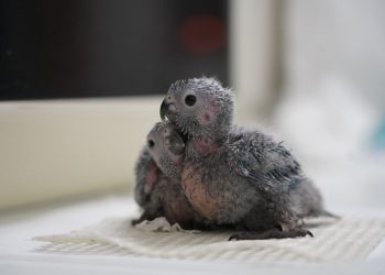 Parque das Aves celebra nascimento de 14 periquitos cara-suja ameaçados de extinção