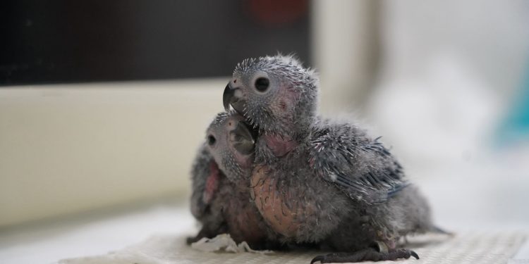 Parque das Aves celebra nascimento de 14 periquitos cara-suja ameaçados de extinção