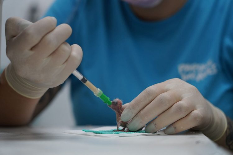 Parque das Aves celebra nascimento de 14 periquitos cara-suja ameaçados de extinção