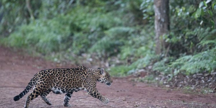 Monitoramento de felinos provoca restrições temporárias em trilhas do Parque Nacional do Iguaçu