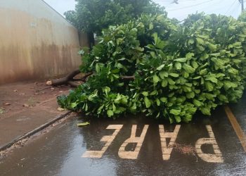 Vendaval derruba árvores e causa transtornos em bairros de Foz do Iguaçu