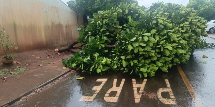 Vendaval derruba árvores e causa transtornos em bairros de Foz do Iguaçu