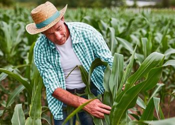 Seguro rural vira proteção diante de variações climáticas, de secas a tempestades