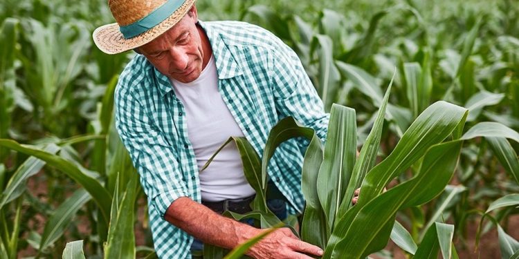 Seguro rural vira proteção diante de variações climáticas, de secas a tempestades