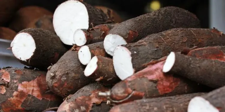 Mandioca reina no Paraguai e vira estrela de feira em Ciudad del Este
